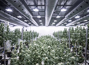 Why Pre-Engineered Steel Buildings Are the Best for Growing Marijuana
